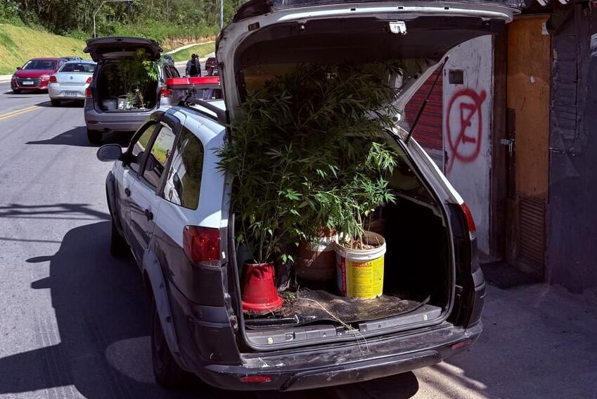 pés de maconha na viatura da polícia