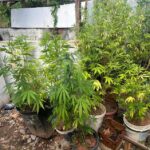 Em São Bernardo, Polícia Civil encontra 'jardim' de maconha na Estrada Poney Clube