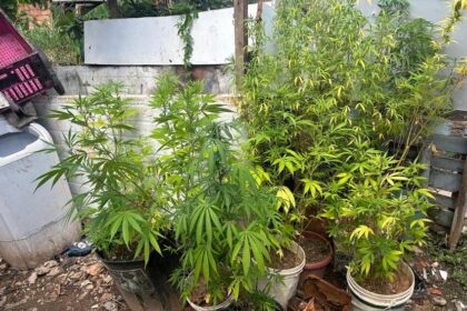 Em São Bernardo, Polícia Civil encontra 'jardim' de maconha na Estrada Poney Clube