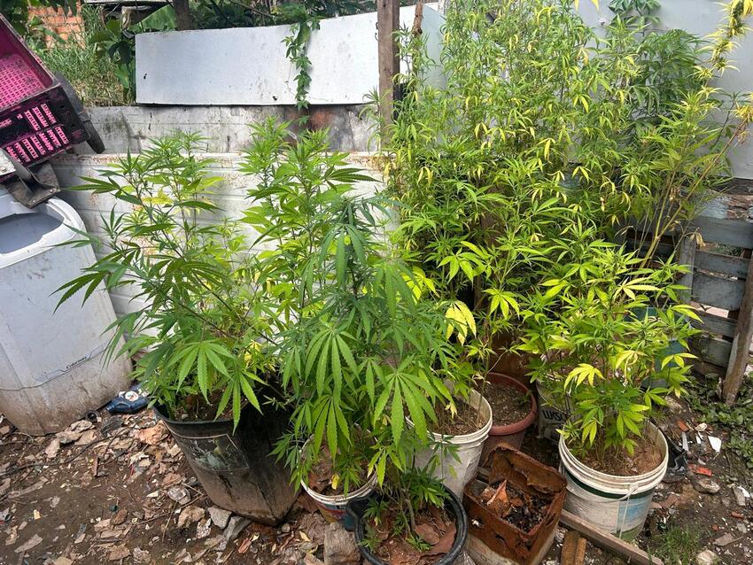 Em São Bernardo, Polícia Civil encontra 'jardim' de maconha na Estrada Poney Clube