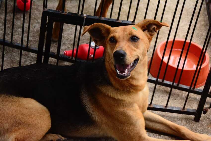 cachorro para adoção