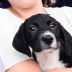 cachorro filhote