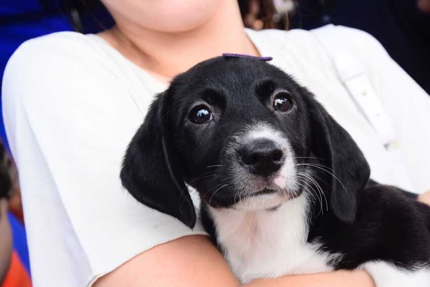 cachorro filhote