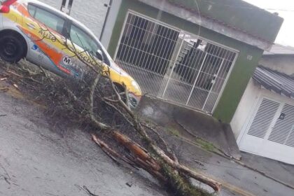 queda de árvore