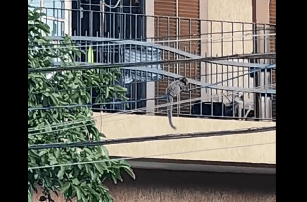 Sagui no fio