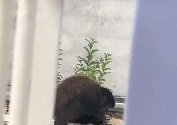 macaco