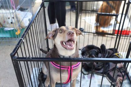 Primeira edição do ano da feira “Eu Amo, Eu Adoto” disponibiliza 155 animais para adoção