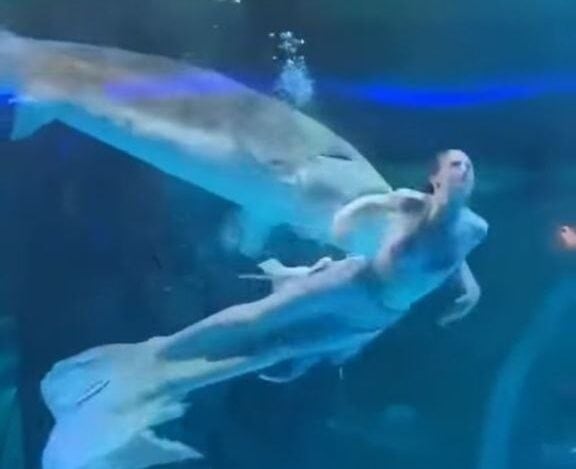Nas imagens, a jovem aparece nadando no tanque vestida com uma cauda de peixe e um biquíni, quando um esturjão se aproxima