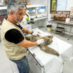 animal e atendimento