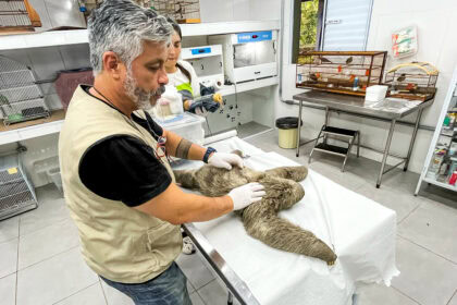 animal e atendimento