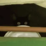 PM Ambiental flagra homem transportando gato em saco lacrado e aplica multa de R$ 6 mil