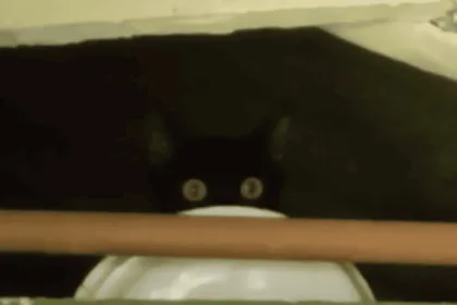 PM Ambiental flagra homem transportando gato em saco lacrado e aplica multa de R$ 6 mil