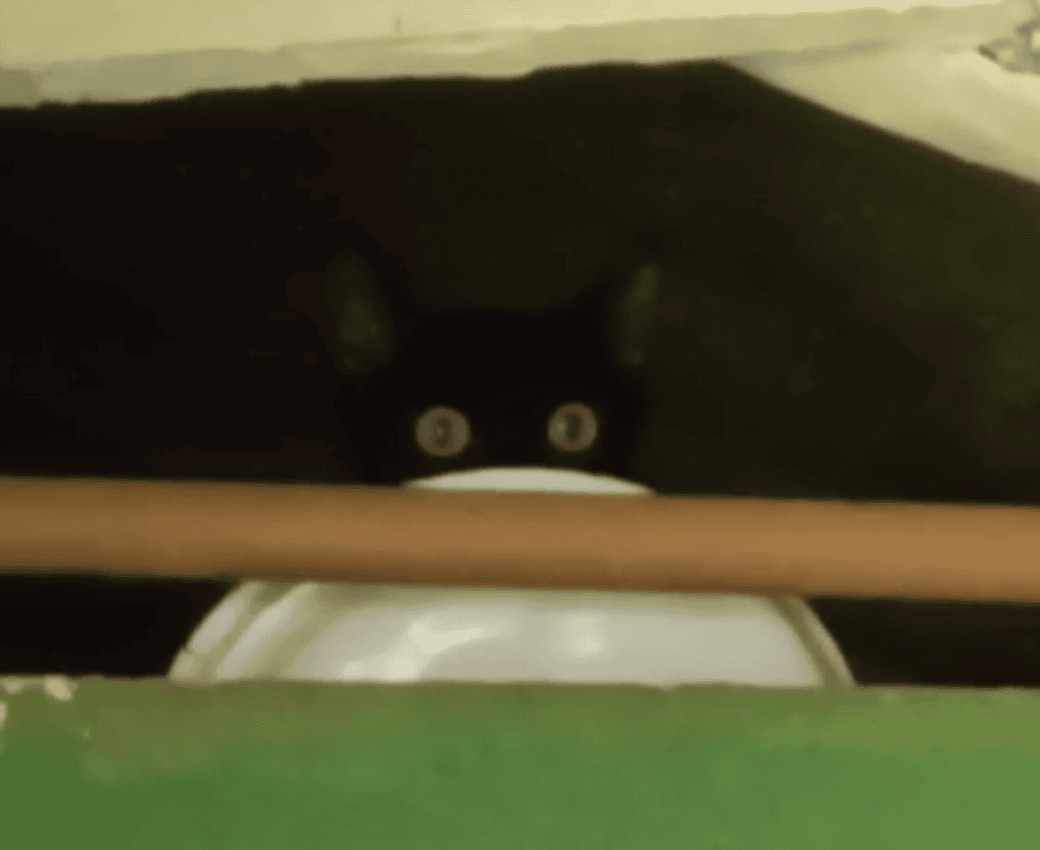 PM Ambiental flagra homem transportando gato em saco lacrado e aplica multa de R$ 6 mil