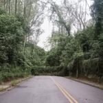 Forte derruba árvore e interdita rua em São Bernardo
