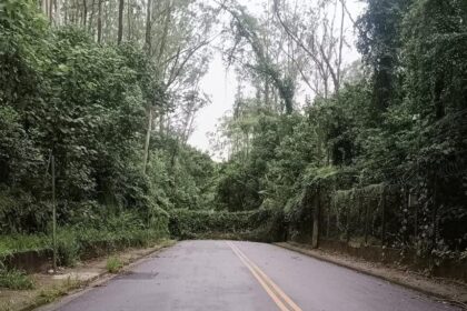 Forte derruba árvore e interdita rua em São Bernardo