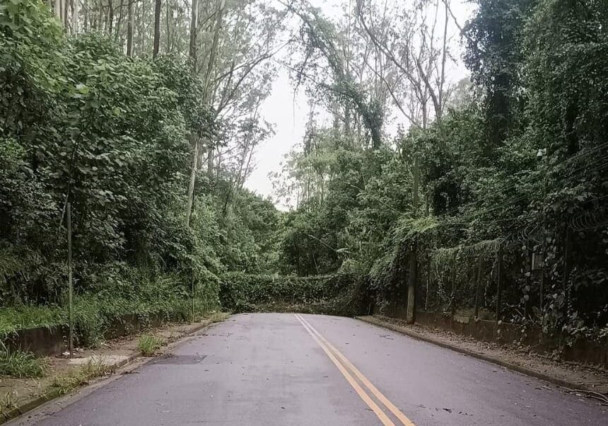 Forte derruba árvore e interdita rua em São Bernardo