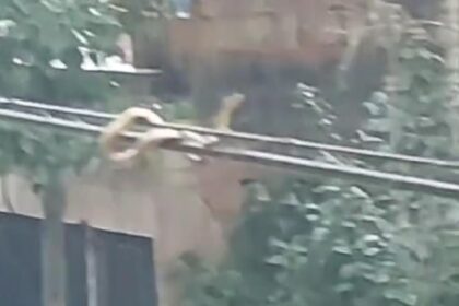 cobra no fio
