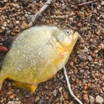 piranha amarela