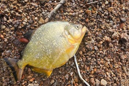 piranha amarela
