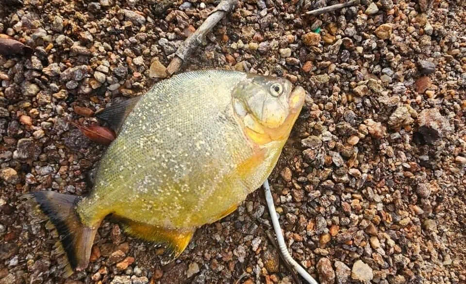 piranha amarela