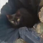 Gatinho