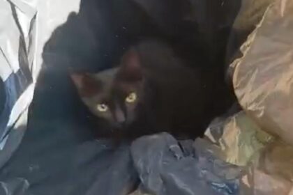 Gatinho