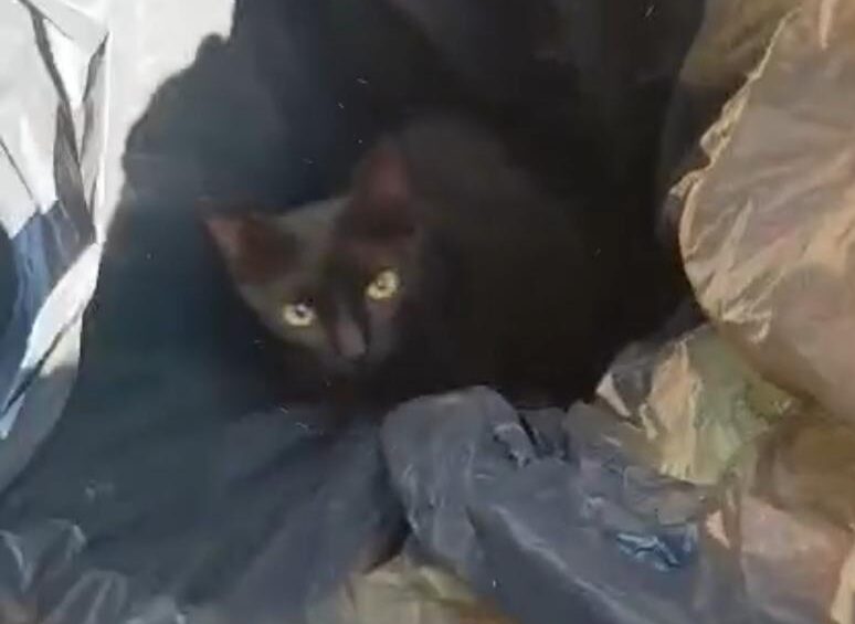 Gatinho