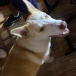 cachorrinho perdido