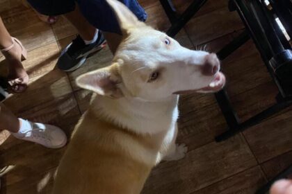 cachorrinho perdido