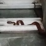 Cobra aparece em garagem de DJ em São Bernardo e bombeiros são acionados
