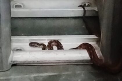 Cobra aparece em garagem de DJ em São Bernardo e bombeiros são acionados
