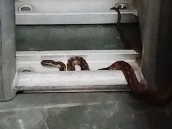 Cobra aparece em garagem de DJ em São Bernardo e bombeiros são acionados
