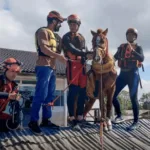 cavalo caramelo - rio grande do sul
