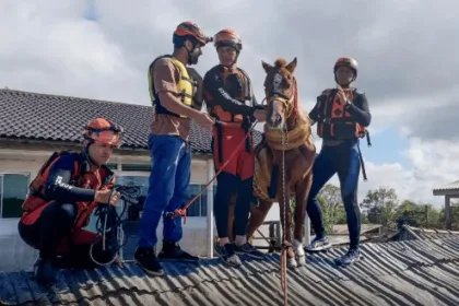 cavalo caramelo - rio grande do sul