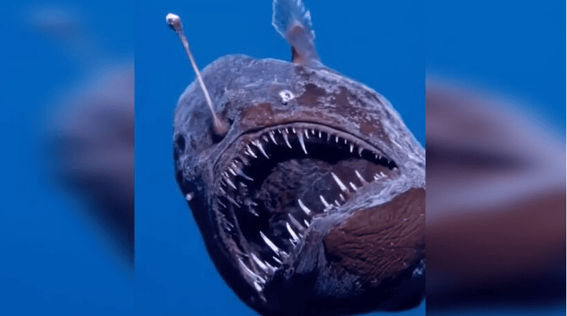 Peixe diabo
