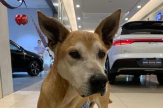 Shopping Metrópole abre suas portas e ajuda pets a encontrarem uma nova família