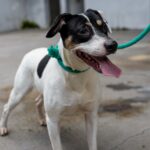 CZ de São Caetano promove Festa de Adoção de Cães e Gatos neste sábado