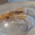 escorpião