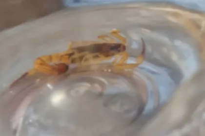 escorpião