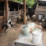 Abatedouro clandestino é desmantelado em Santo André