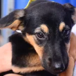 Santo André tem feira de adoção com 202 animais disponíveis neste domingo