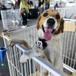 O Tigela Cheia é um projeto que une educação ambiental, combate ao descarte irregular de plástico e apoio aos tutores de pets.