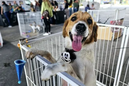 O Tigela Cheia é um projeto que une educação ambiental, combate ao descarte irregular de plástico e apoio aos tutores de pets.