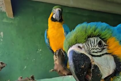 Ribeirão Pires resgata três araras Canindé em menos de uma semana