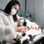Santo André promove campanha de castração gratuita para cães e gatos no Hospital Veterinário