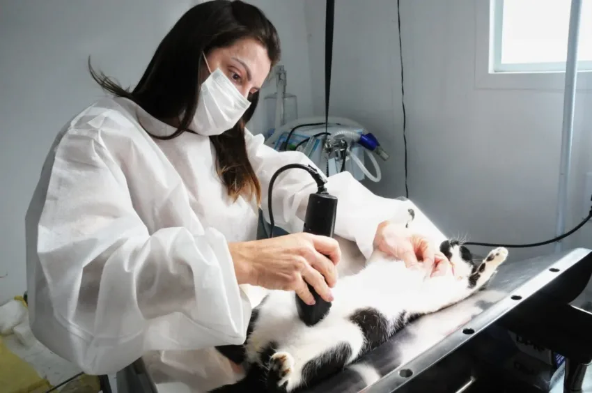 Santo André promove campanha de castração gratuita para cães e gatos no Hospital Veterinário