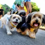 6 de abril é dia de CãoMinhada em Diadema