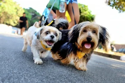 6 de abril é dia de CãoMinhada em Diadema