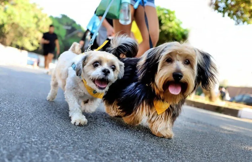6 de abril é dia de CãoMinhada em Diadema