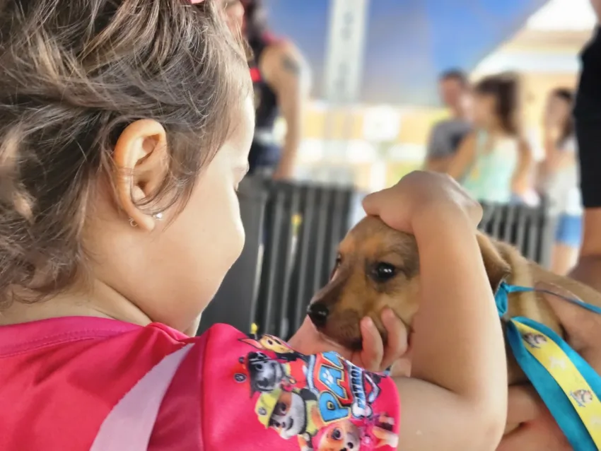 Feira de Adoção de Cães e Gatos acontece neste sábado